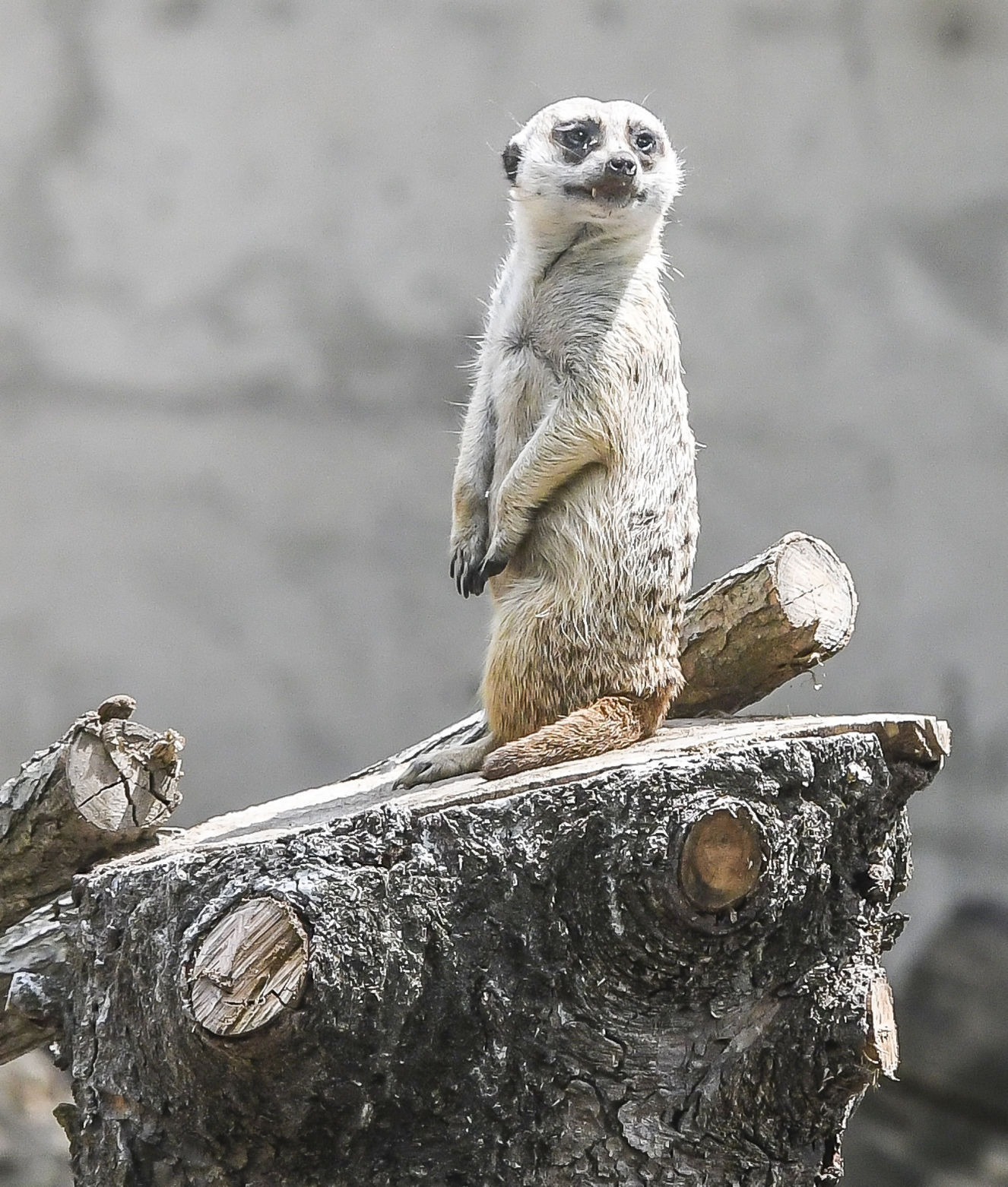 Meerkat